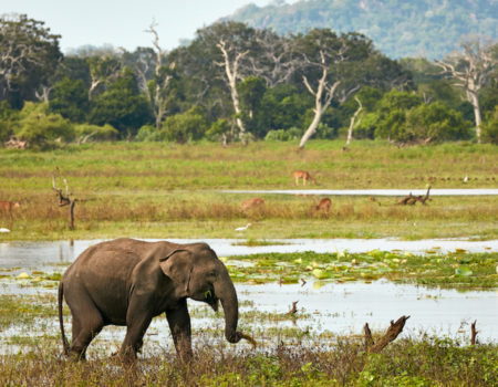 Elephant in wild nature. Yala national park, Sri Lanka Elephant in wild nature. Yala national park, Sri Lanka